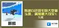疯狂动物园雪鸮怎么抓 雪鸮属性图鉴